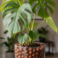 Monstera hojas grandes húmedas LECA raíces